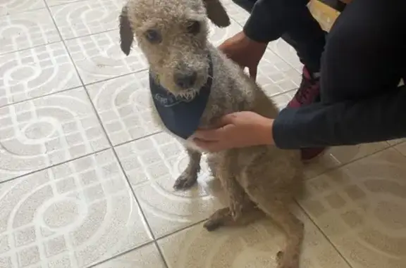 ¡Perro French Poodle Blanco Encontrado en CDMX!