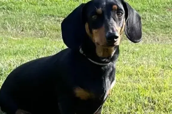 Lost Sausage Dog: Black & Tan, 6 Years Old