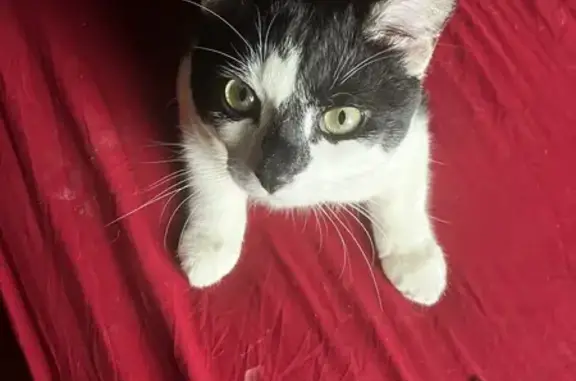 Missing: Black & White Kitty Lou, Green Eyes