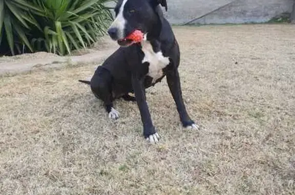 Missing Pitbull: Black with White Stripe