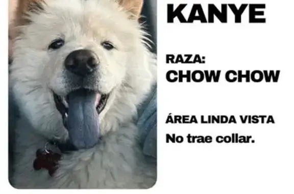 Perro Chow Chow Perdido en Guadalupe - ¡Ayuda!