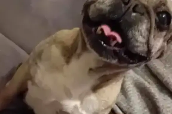Bouledogue français Lili disparue à Quiévrechain - photo
