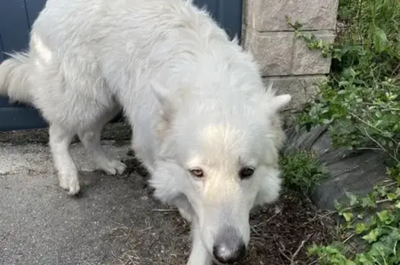 Chien blanc type berger trouvé à Guidel - photo