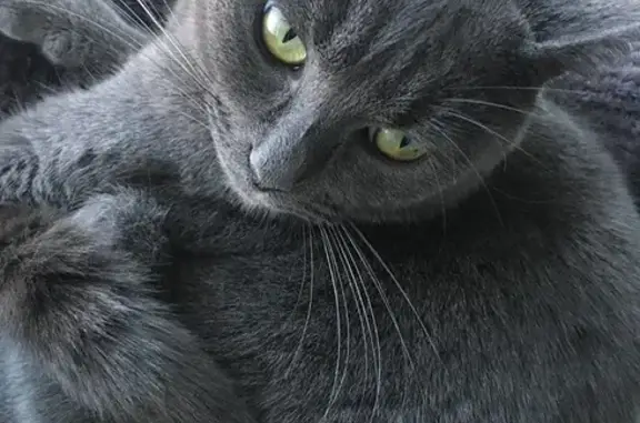 Missing Grey Cat: Scared & Chased on Norfolk St