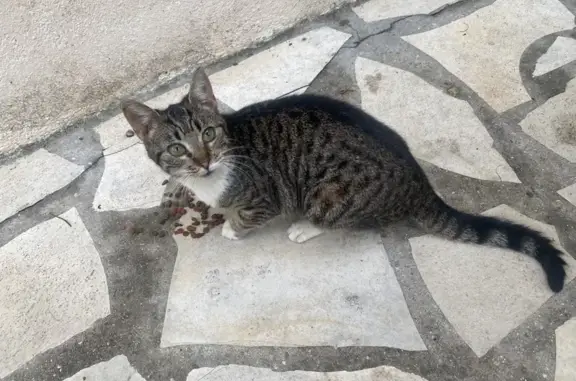 Chatte grise trouvée à Bagard, Chemin Tour Billot - photo