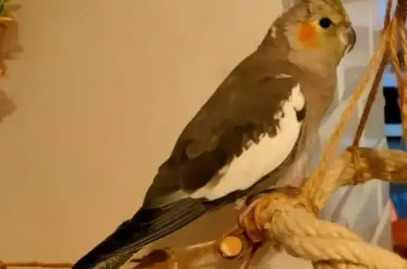 Lost pets , photo: Lost Cockatiel in Adamsdown - Reward £150