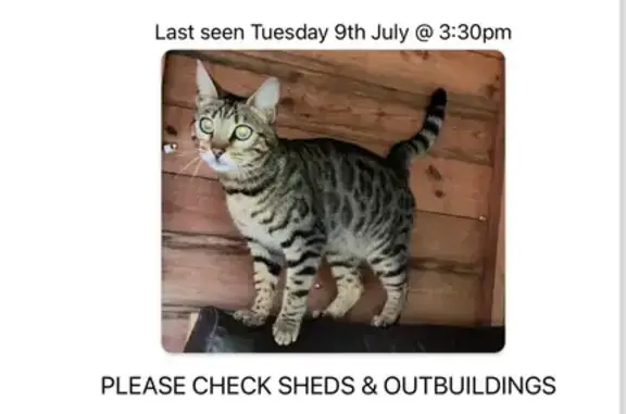 Help Find Nala: Missing Bengal Cross Cat