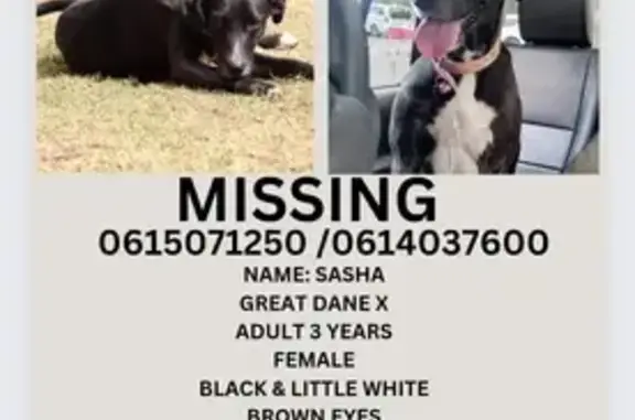 Missing Great Dane: Black, White Paws - Benoni