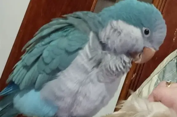 Lost Blue Quaker Parrot on Ambridge St, Whittlesea