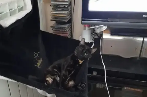 Chat perdu, Cébazat, photo: Chatte européenne noire et feu disparue à Cébazat