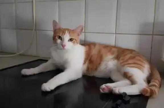 Chat perdu, Draveil, photo: [CHAT PERDU - ROUX ET BLANC - DRAVEIL]