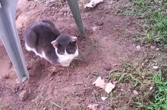Chat trouvé Mouliets-et-Villemartin, photo: Chat mâle blanc et gris trouvé affamé