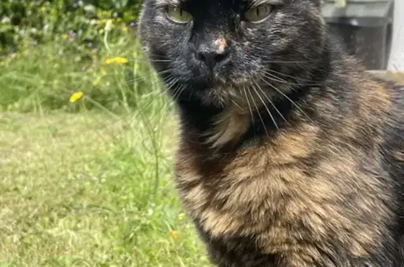Chatte écaille de tortue trouvée - Lanester - photo