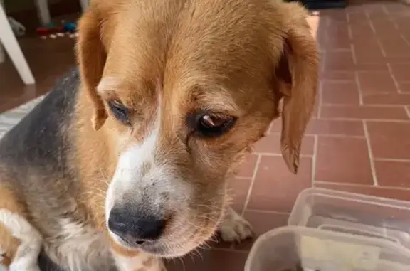 Chien Perdu Trouvé à La Tour-d'Aigues - photo