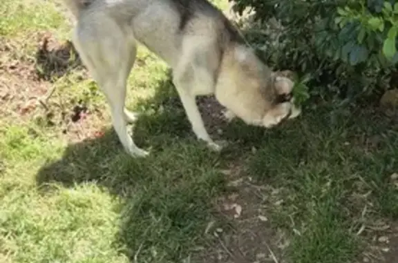 Husky crème trouvé Route de Poitiers, 59 - photo