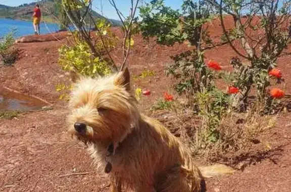 Chien perdu Saint-Gély-du-Fesc, photo : Chien Cairn terrier fauve perdu à St-Gély