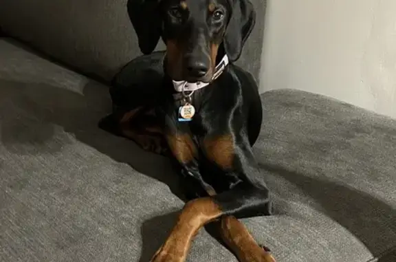 Lost Doberman Molly: Eglinton/Leslie St Area