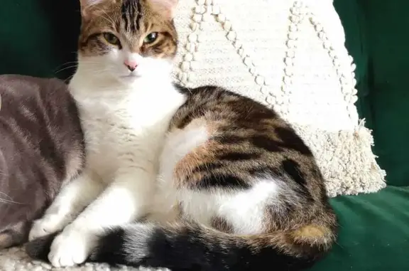 Chat mâle tigré disparu à St-Fargeau - photo