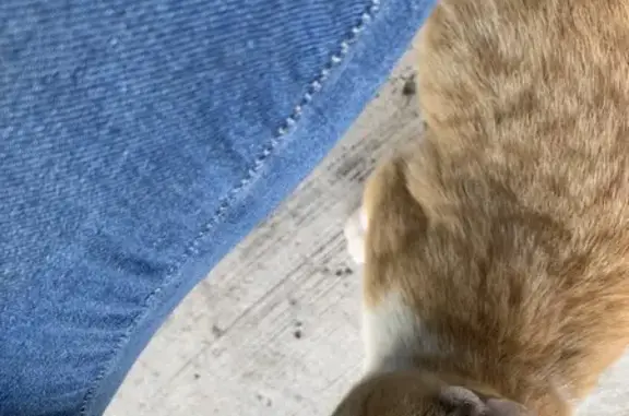 Gatito Limpio y Obediente Encontrado en Puebla