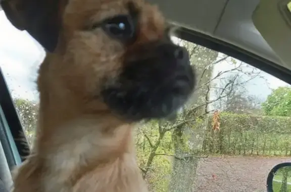 Missing Border Terrier: Brown, WR14 Area