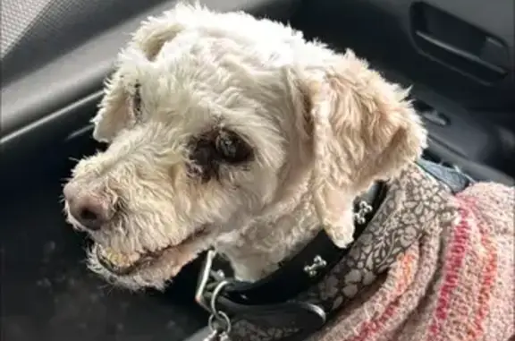 Lost 12-Yr-Old White Poodle in Huntington Beach
