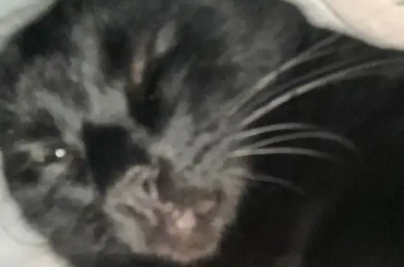 Missing Black Cat: Needs Medication, Help!