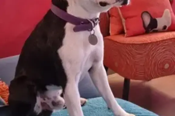 Chien perdu : ULYSSE, Boston Terrier, Anse - photo