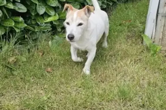 Jack Russel trouvé Rue de Bellevue, Sury-le-Comtal - photo