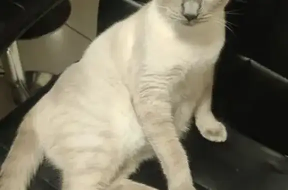 Chat perdu, Seloncourt, photo: Chat disparu: Mystic, crème et gris, yeux bleus
