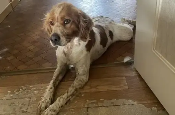 Chien trouvé Champdeniers-Saint-Denis, photo: Chien mâle épagneul trouvé à Champdeniers