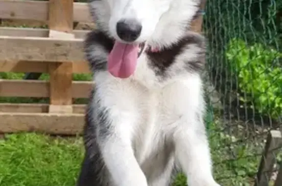 Animaux trouvés Serqueux, photo: Jeune chienne husky trouvée à Serqueux