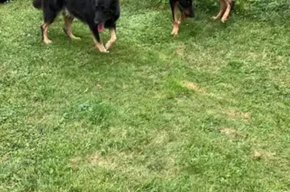 Deux beaucerons trouvés, mâle et femelle, 31 - photo
