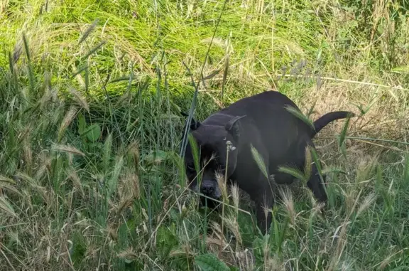 Chien trouvé Bauvin, photo: Chien noir trouvé, non stérilisé à Bauvin