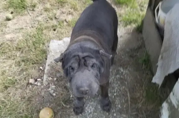 Shar Pei bleue gris perdue à Bordeaux - photo