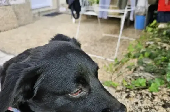 Chienne noire trouvée à Castet-Arrouy - photo
