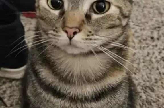 Lost Gray Tabby Cat in New Albany Area