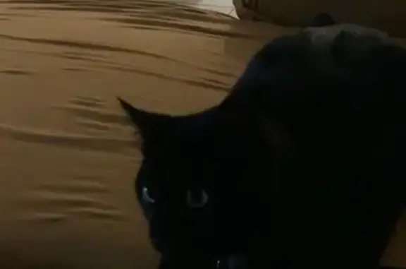 Animaux perdus Villeneuve-Loubet, photo: Chat noir mâle perdu, Allée Saint-Andrieu
