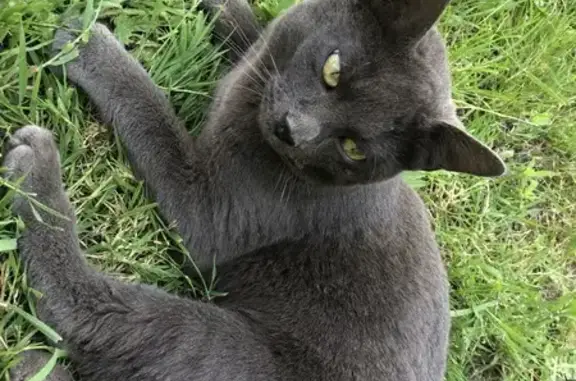 Chat perdu, , photo: Chat chartreux gris disparu à Saint-Mard