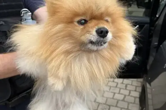 Chien trouvé Héricy, photo: Spitz allemand trouvé à Héricy, dépôt commissariat