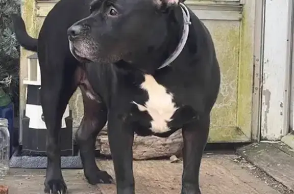 Help Find Drax: 90lb Black Dog Missing