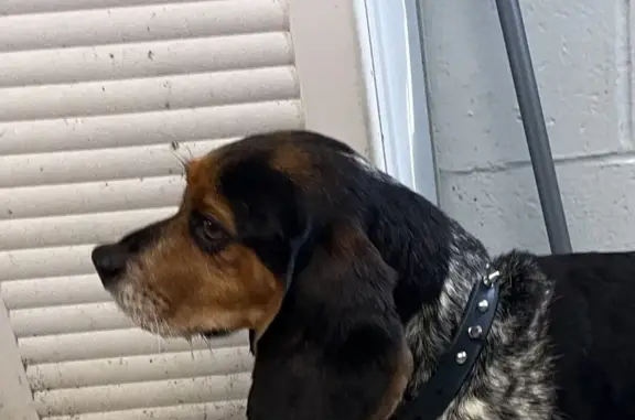 Found Beagle: Call Volney Dog Warden Now!