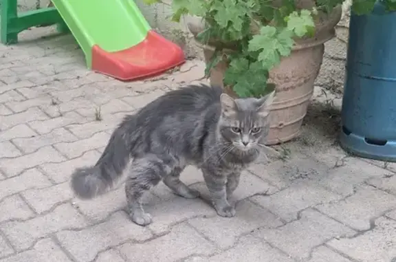 Chat mâle gris trouvé, Le Thor, apeuré - photo
