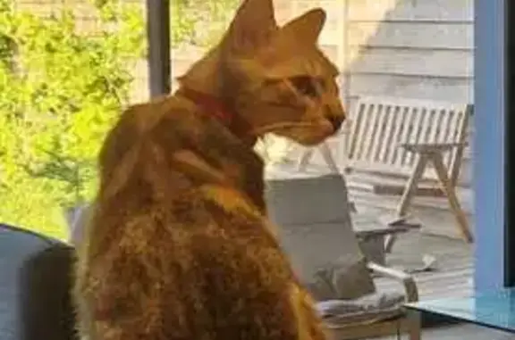 Chat perdu, , photo: Chat 1 an disparu au Cap Ferret, collier rouge