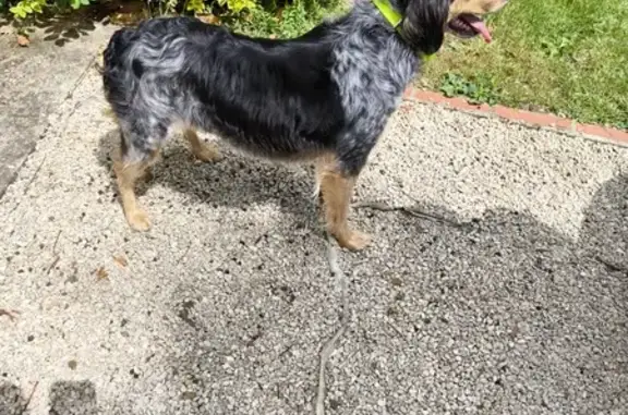 Chienne épagneul trouvée Rue des Hermittes - photo