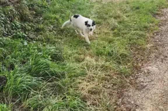 Chien trouvé Labruguière, photo: Chienne croisée trouvée Chemin des Albaredes