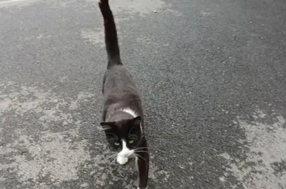 Petite chatte noire et blanche trouvée - photo