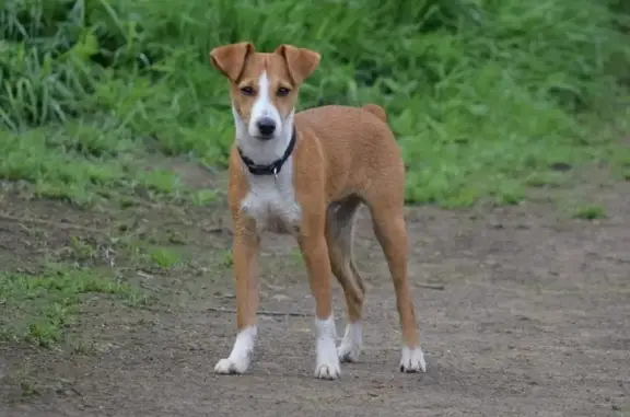 Missing Jack Russell Terrier in Lewes Rd Area