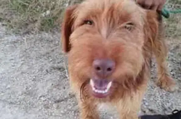 Animaux trouvés Joux-la-Ville, photo: Chien trouvé Rue Crête, Joux-la-Ville