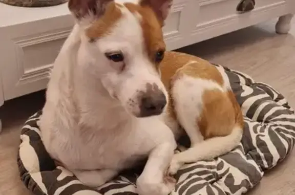 Chien trouvé Sucy-en-Brie, photo: Petit chien blanc et roux trouvé à Sucy-en-Brie