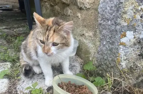 Chat trouvé , photo: Chatte tricolore trouvée Chemin Neuf, Valdivienne